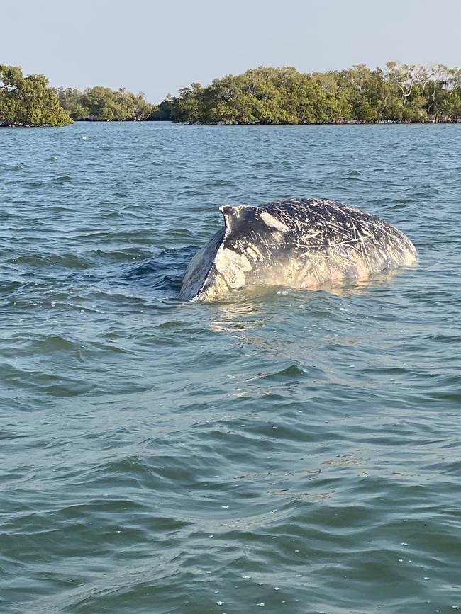 A whale stranded at the mouth of the Susan River has died.