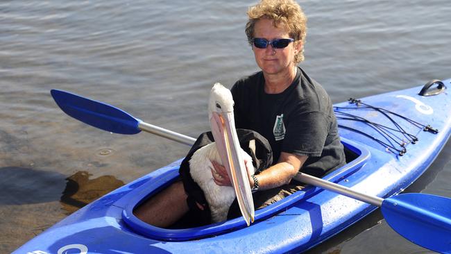 Ms Gillespie with an injured pelican on Brisbane Water.