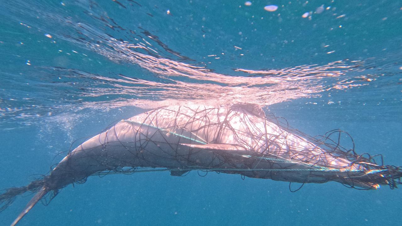Calls to eliminate shark nets after dolphin drowns in Bronte shark