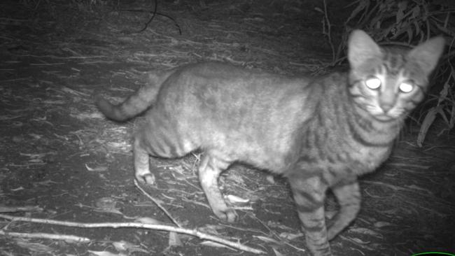 A file photograph of a feral cat. Picture: Supplied.