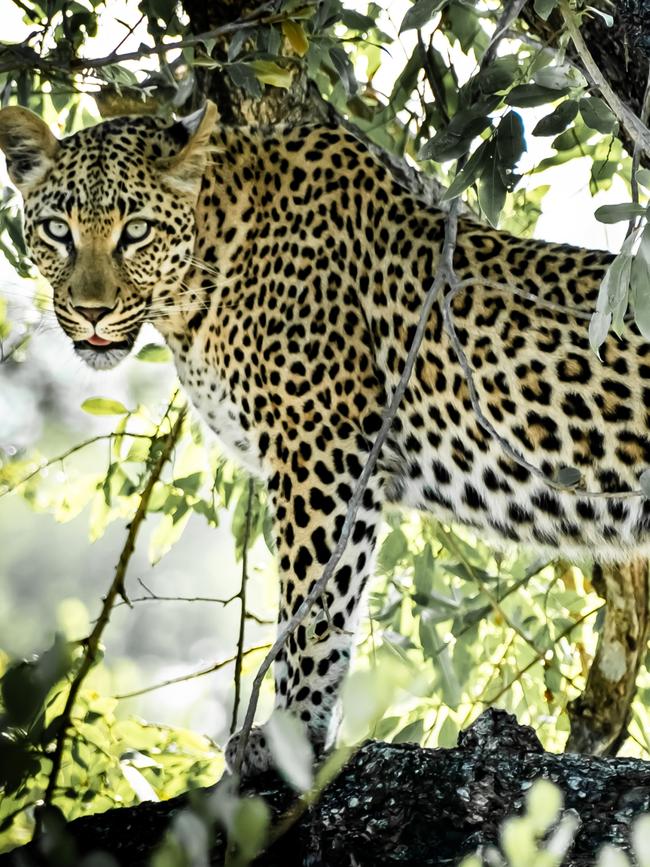 The wildlife is extraordinary at Kruger. Photography: Mark Goldstein