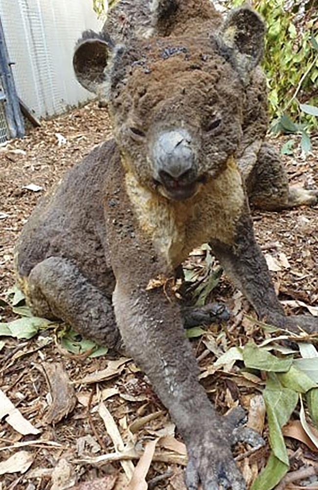 A rescued koala injured in a bushfire in Kangaroo Island, South Australia. Picture: Dana Mitchell/Kangaroo Island Wildlife Park via AP.