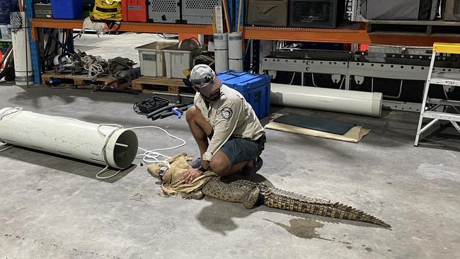 DES officers removed a croc from Fishers Creek in a pool above a series of rapids near the Palmerston Highway at Coorumba. Photo: supplied