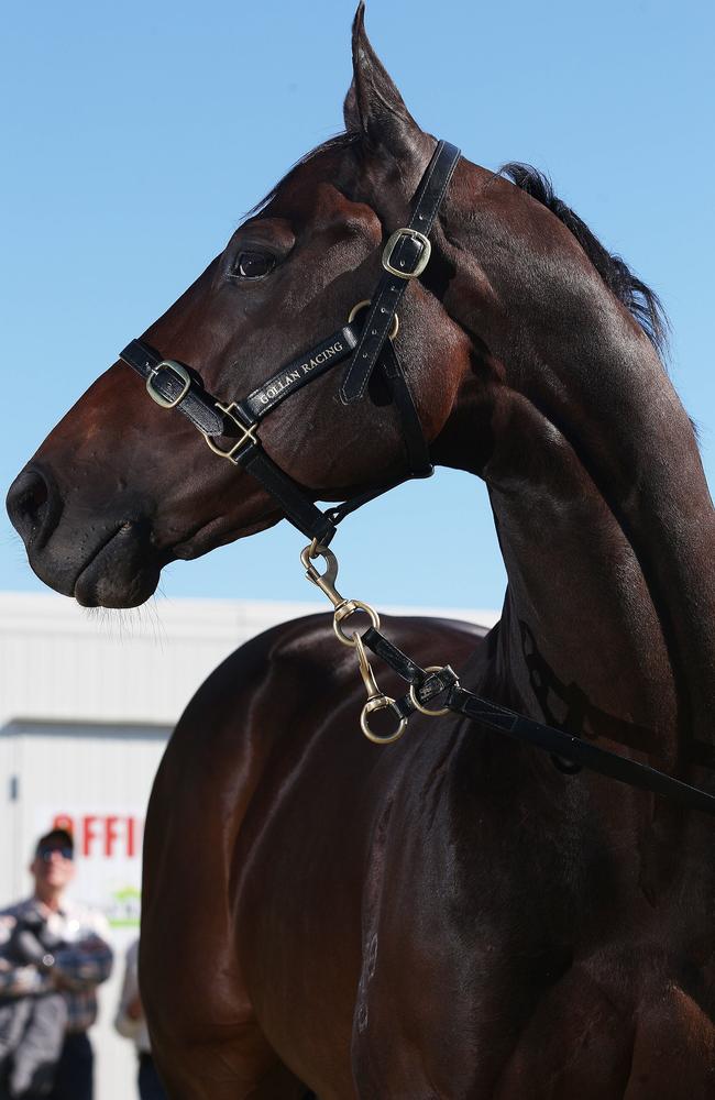 Turning heads: sire Spirit Of Boom. Photo Adam Armstrong
