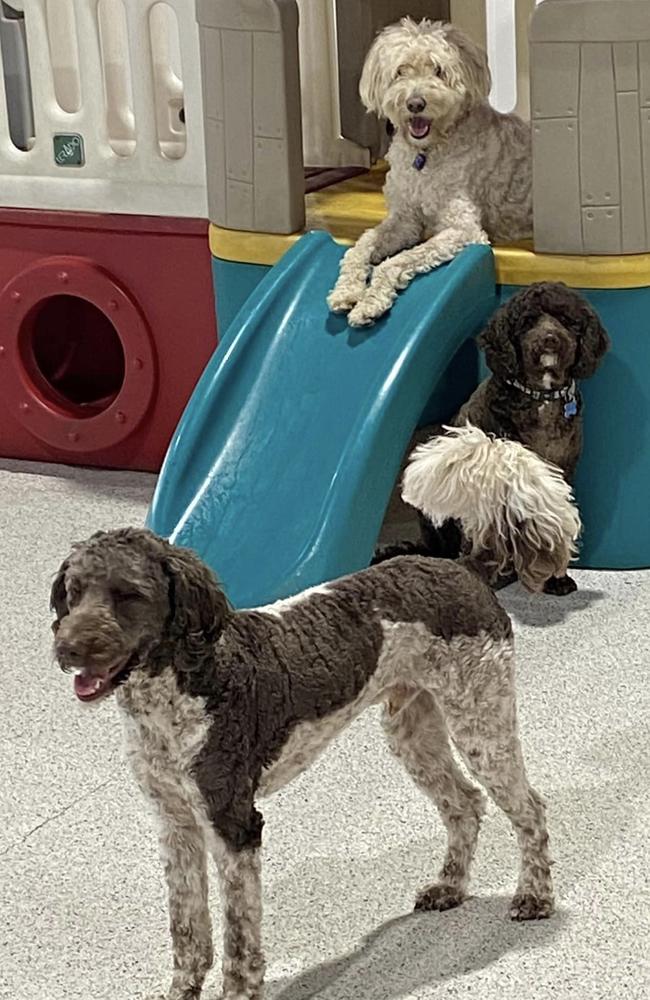 Dogs playing on equipment at K9 Kids Doggy Day care in Yeerongpilly. Picture: facebook.com/k9kidsdoggydaycare