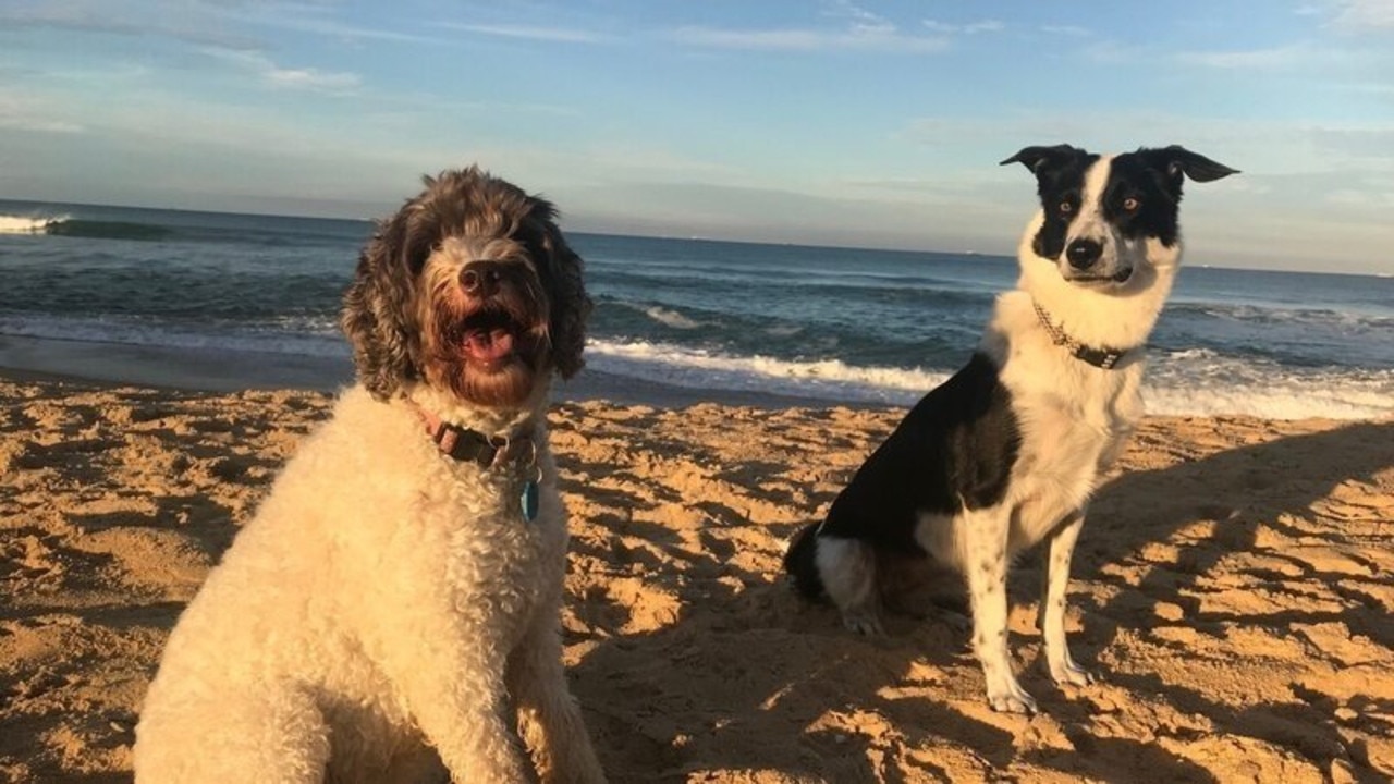 Point Cartwright is one of the more popular areas on the Sunshine Coast for off-leash dog access. Picture: Supplied