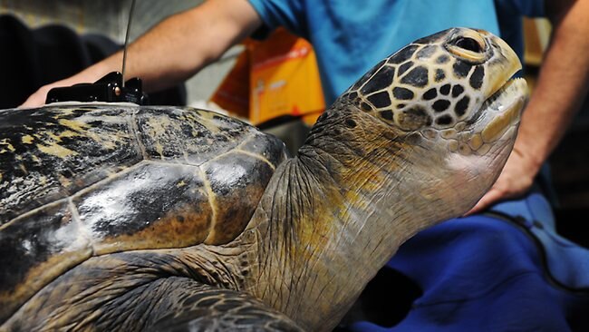 Gentle Green Sea Turtle Buoyed After Disease Rehab Success 