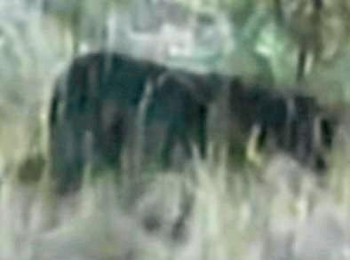 File footage from 2001 of an alleged panther sighting in Australia.