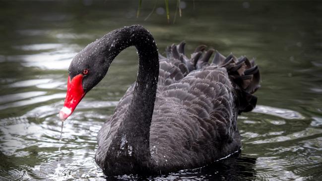 There are reports that the leader has signed an edict telling his starving countrymen to feast on black swan – claiming the bird’s meat fights cancer.