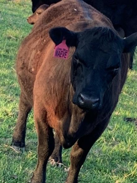 Little Miss Maeve, the pregnant cow that was run down and had its throat slit by Michael Kevin Johns at a property near Dungog. Supplied.