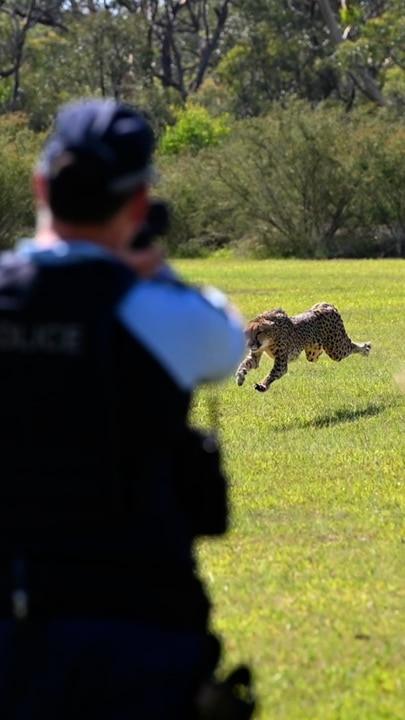 Highway Patrol vs. The Fastest Animal in the World