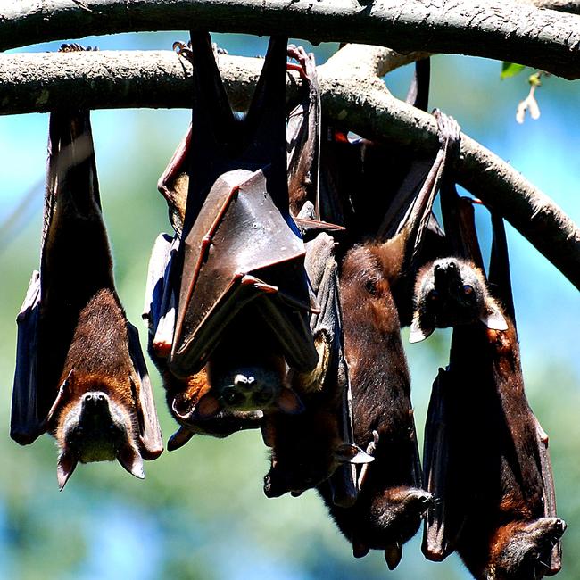 Little red flying fox. Photo Craig Wahurst