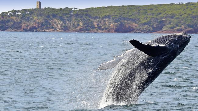 Best places for whale watching in Australia | escape