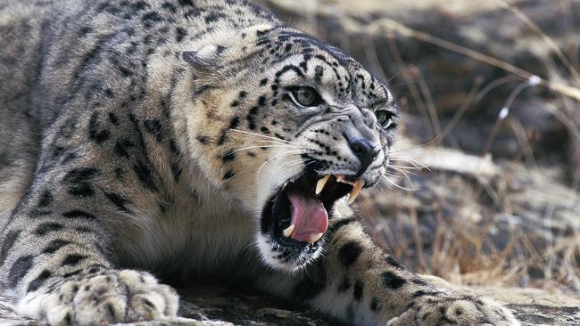 Prof Byard conducted a study several years ago that found snow leopard bones in a herbal medicine being sold in Adelaide. Picture iStock.