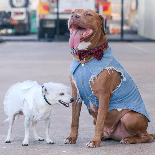 Ollie gets to know fiance Peggy ahead of the wedding. Picture: Glenn Campbell