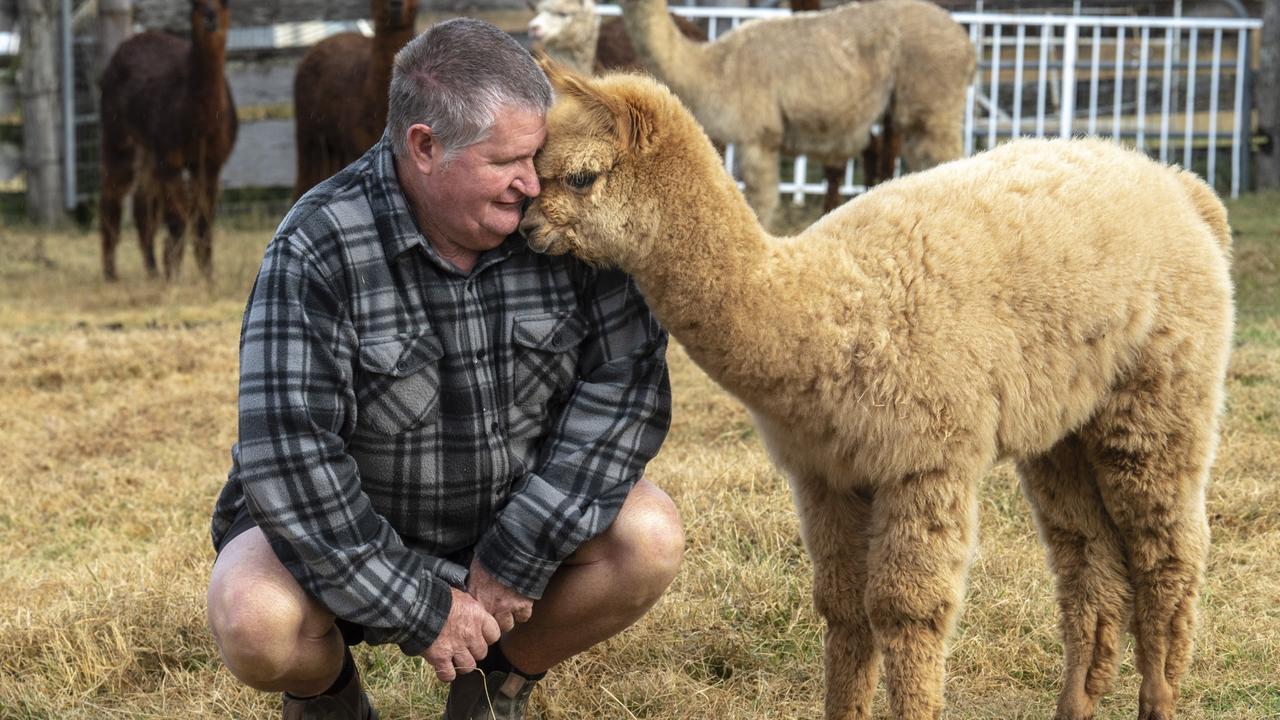 Bruce Sims with Elsa the alpaca. Bruce Sims is upset over losing some of his alpaca herd to dog attacks in Geham. Picture: Nev Madsen.