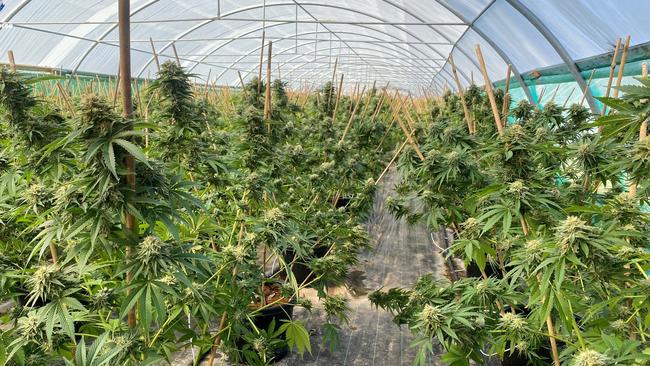 The cannabis plants in the greenhouses on the site. Picture: NSW police