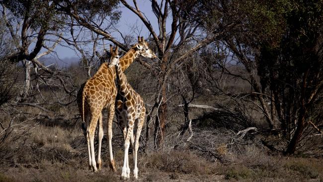 Giraffes seen on tour from Monarto Safari Resort. Picture: Brett Hartwig.