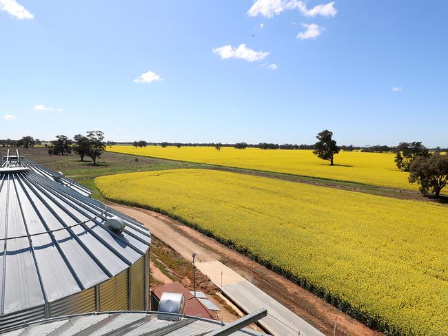 Tim Dowling & his daughter Gaby with their canola crop, "Tara, Mulwala, NSW,  Picture Yuri Kouzmin