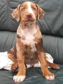Gold Coast's cutest dogs: Troy. Submitted by Danielle JG.