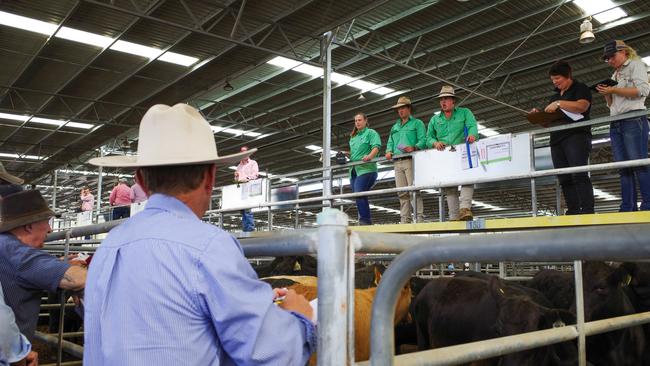 Store sales: Buyers chase young cattle