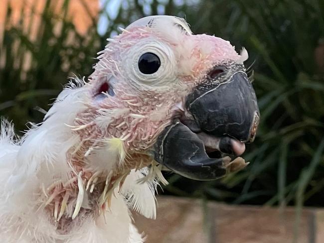 The picture of the sulphur-crested cockatoo in question. Picture: Facebook