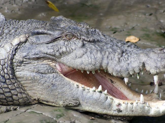 A crocodile basking on the bank of the Pioneer River. generic.