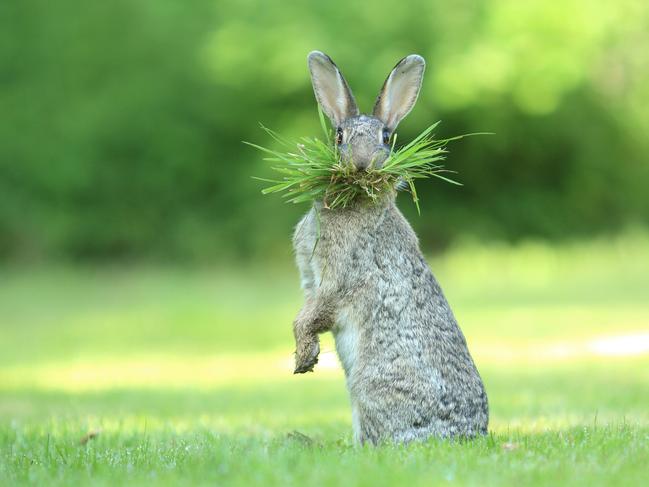 A wild rabbit collects building materials near Flanders in Belgium. Picture: Olivier Colle/Barcroft Images