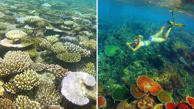 Reef boat crew member Katherine Rowan on ‘the wall’ of Moore Reef off Cairns yesterday. Picture: Brian Cassey