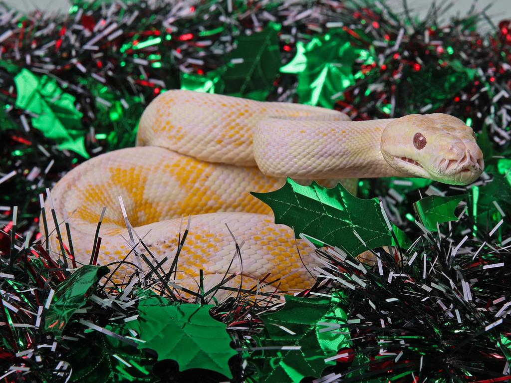 Pavlova the Darwin carpet python is almost ready to find his new family. He is quite unique in that he is an albino python. To adopt Pavlova you’ll need to hold a recreational wildlife license. No adoption fee has been set just yet. Picture: Zak Simmonds