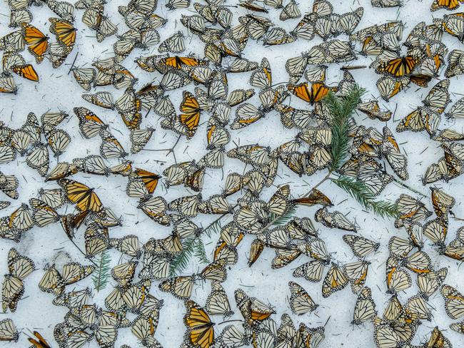 Nature - Third Prize, Singles © Jaime Rojo Title: Monarchs In The Snow A carpet of monarch butterflies covers the forest floor of El Rosario Butterfly Sanctuary, in Michoacán, Mexico, on 12 March, after a strong snow storm hit from 8 to 9 March, 2016. The storm hit the mountains of Central Mexico, creating havoc in the wintering colonies of monarch butterflies just as they were starting their migration back north to the USA and Canada. Climate change is creating an increase of these unusual weather events, representing one of the biggest challenges for these actually resilient insects during their hibernation.