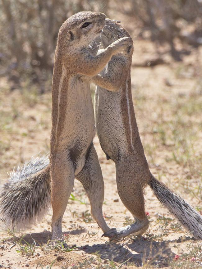 Photographer Elaine Kruer’s entry, titled The First Kiss. It received the Amazing Internet Portfolio Award. Picture: Elaine Kruer