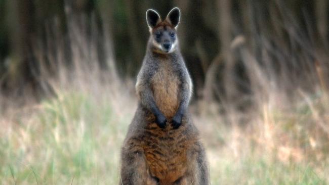 Two wallabies were shot dead on a Phillip Island golf course.