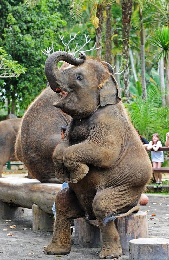 Animal welfare advocates are concerned about the mistreatment of animals in some of Bali’s famous tourist destinations. Picture: Zak Simmonds