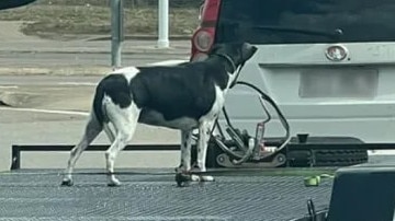 A photo taken by another driver shows the dog tied to the trailer but no walls to keep it inside. Photo: Facebook