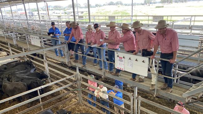 Selling action at the Wodonga store cattle sale where prices were up to $800 dearer for cows and calves.