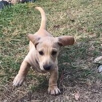 Gold Coast's cutest dogs: Dobby. Submitted by Lisa King.
