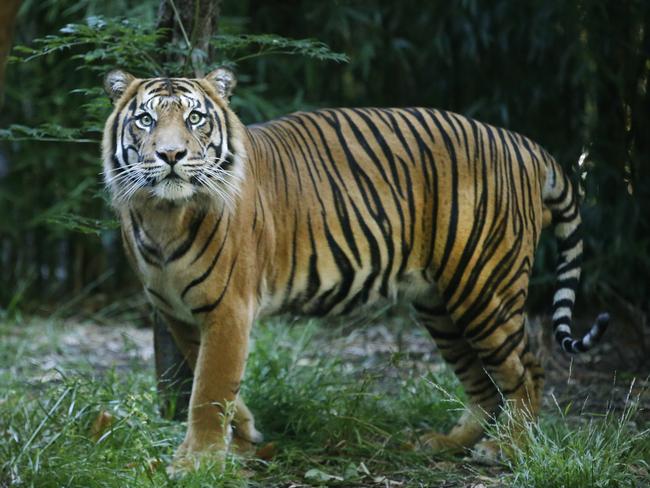 Sumatran tiger Hutan at Melbourne Zoo. Picture: David Caird