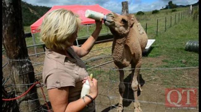 Humphrey the heroic camel | The Courier Mail