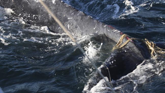 There are fears the whale may succumb to exhaustion during the night. Picture: www.whalewatchingsydney.com.au