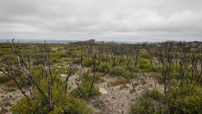 The Flinders Chase landscape a year after the fires. Picture Simon Cross