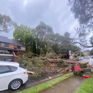 Photos from Ashburn Place Gladesville where a large tree fell across the road after heavy rain today. Picture: Supplied