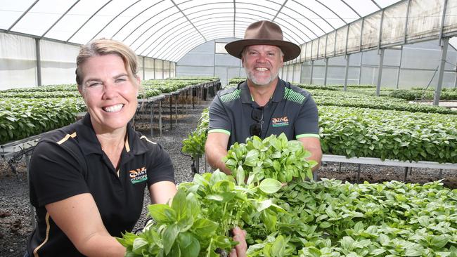 Belinda Adams and brother Nathan Moss tending to their crop in a greenhouse at her farm at Gilston. Picture Glenn Hampson