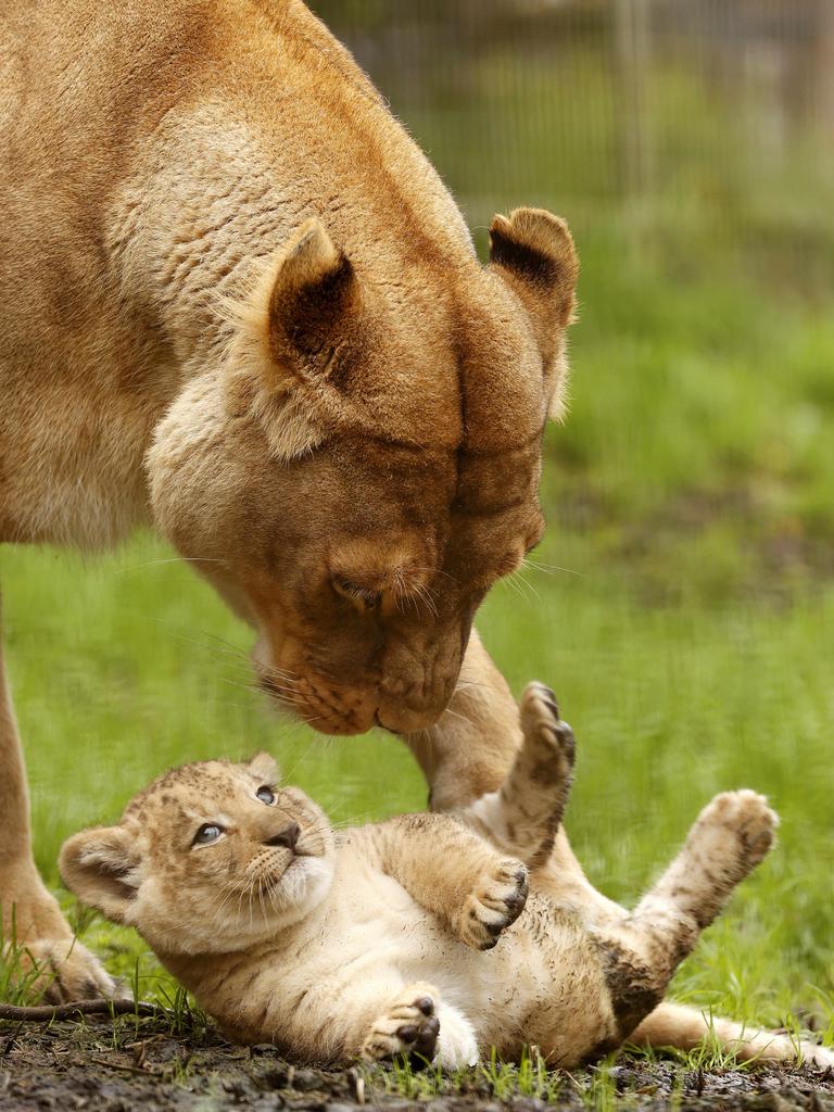 7 week-old Lion cub Roc with mum Chitwa at the Mogo Wildlife Park. Picture: Jonathan Ng