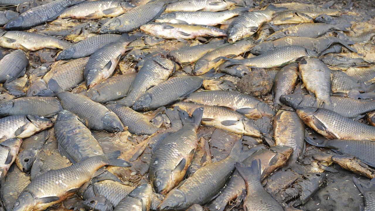 River Murray: Scientists say herpes carp cull a ‘rotten idea’ | The ...