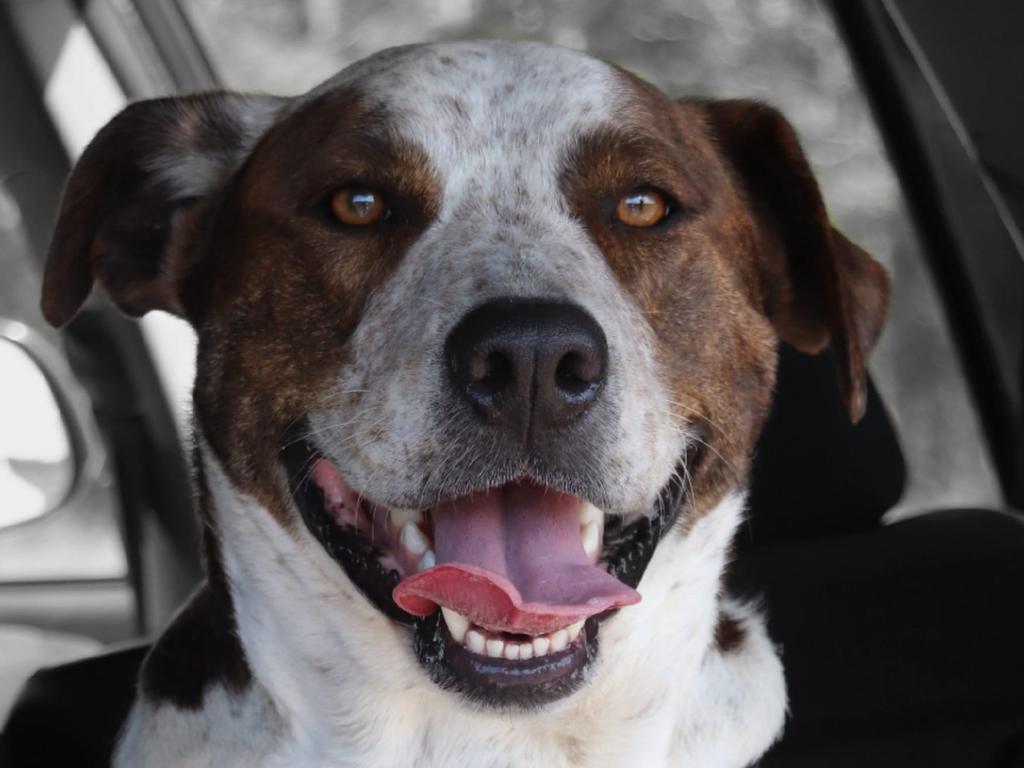 Digga (Sir Diggals of Howard): Sabrina Lygoe's 2 year old mixed breed pup