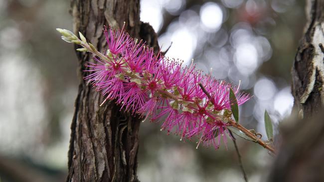 Bottlebrush flowers are popular over Christmas.