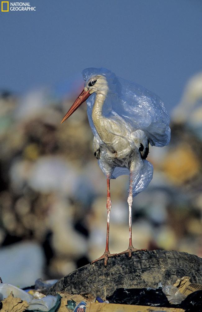 A stork engulfed by a plastic bag at a landfill in Spain. Picture: John Cancalosi/National Geographic