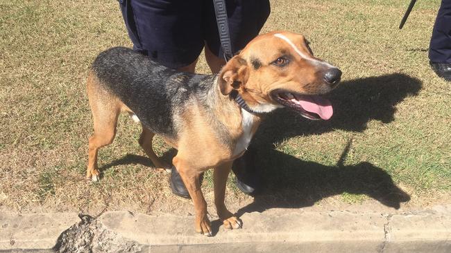 SURRENDERED: Kelpie cross General was found a new home.