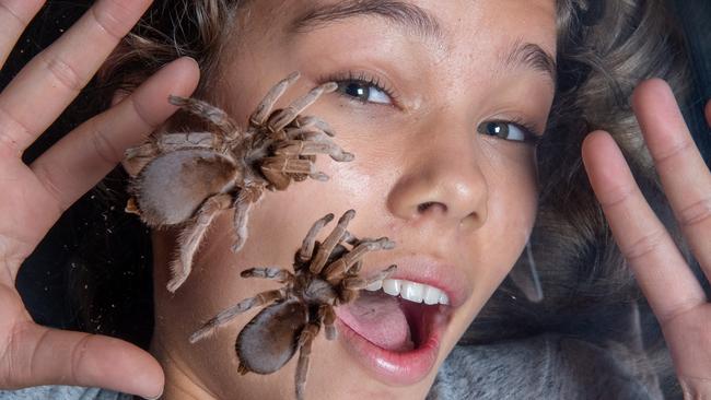 Charli-Ashe, 15, gets a close look at Australian tarantulas at Wild Action Zoo in Macedon. Picture: Jay Town